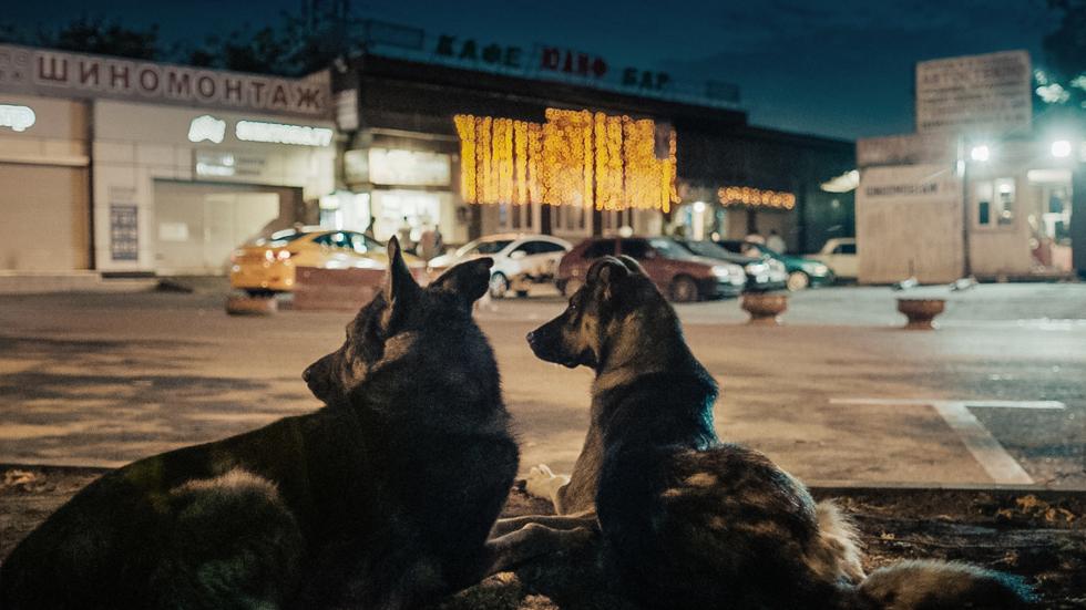 SPACE DOGS